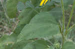 Common sunflower